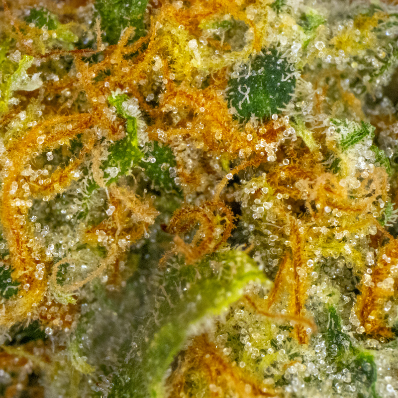 image of Jenny Kush flower