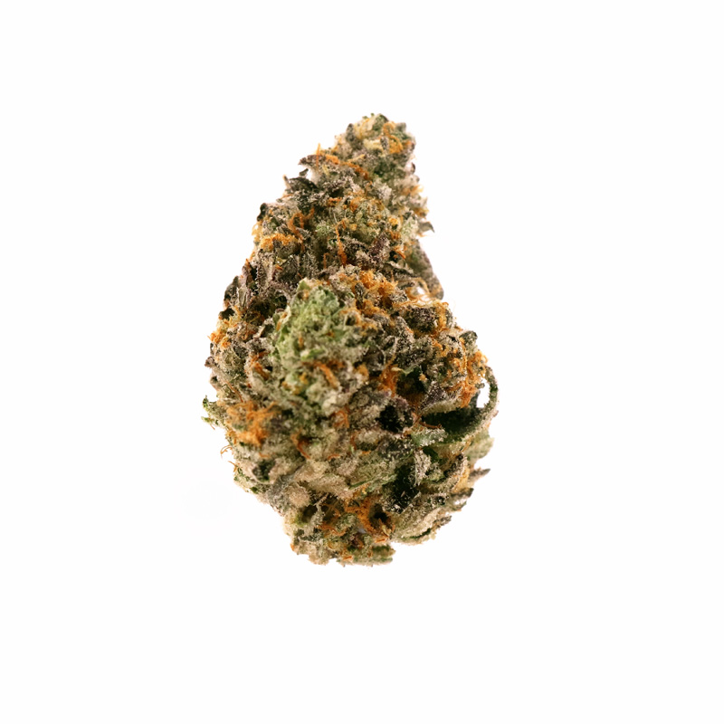 images of Gelato Mintz flower